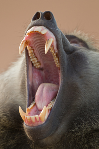 baboon